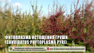 Фитоплазма истощения груши Candidatus Phytoplasma pyri [upl. by Eecal]