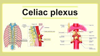 celiac plexus [upl. by Suoicserp839]