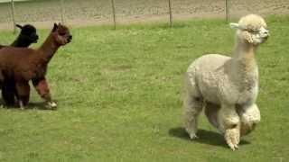 Chubby Baby Alpacas Running [upl. by Otrebtuc57]