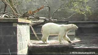 EisbärStereotypie im Zoo Rostock  PETA [upl. by Farver154]