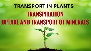 Transport in Plants  Transpiration Uptake and Transport of Minerals [upl. by Nader304]