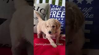 Goldendoodle puppies so cute located near Raleigh NC [upl. by Chic907]