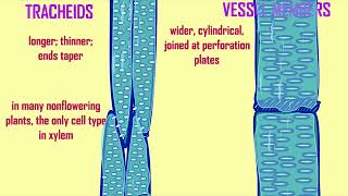 tracheids [upl. by Kayley]