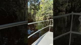 Ferry ride to Homosassa Springs 🛶 boat springs nature naturelovers homosassa [upl. by Searby]