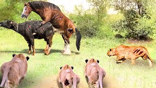 ¡Momentos Tragicos Caballos Y Vacas Haciendo Cosas Raras En El Territorio Del Rey Leon [upl. by Samson660]