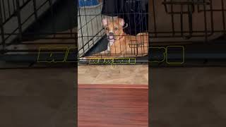 Do your dog do this😂😂 explore puppy dog doglover viral viralshorts pets fyp [upl. by Ymassej225]