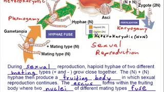 Phylum Ascomycota [upl. by Nodnol]