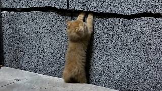 The kitten struggled to reunite with its parents in the crack climbing up but falling back down 💔 [upl. by Kris]