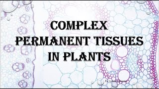 Complex permanent tissue [upl. by Eidnarb496]