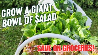 Save Money and Grow Your Own Salad  How to Grow Lettuce Seed to Salad [upl. by Lamphere]