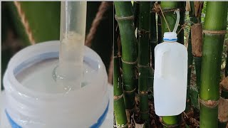 How to take bamboo water Drilled bamboo node [upl. by Kcuhc]