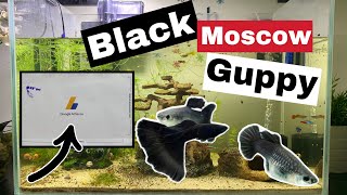 Black Moscow Guppy  Guppy Breeder  Fish Keeper  Hobbyist  NickNick TV [upl. by Eddra605]