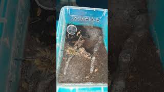 harpactira pulchripes wildlife video all shortsvideo wow [upl. by Randal]