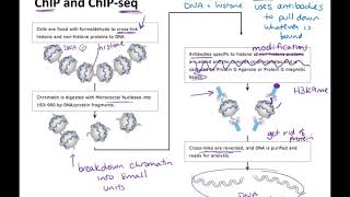 bisulfite sequencing and chromatin immunoprecipitation techniques [upl. by Lucilia716]