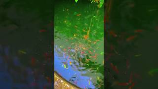 Zebra danio fish pond viral fish 4k goldfish danios daniofish shortvideo zebrafish shorts [upl. by Adnhoj]