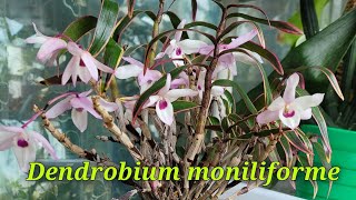 Dendrobium moniliforme сезон цветения [upl. by Forrer]