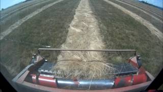 Combining a 30 swath of tall fescue seed near Hillsboro Oregon [upl. by Bohrer]