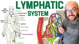 Lymphatic System [upl. by Niamreg468]