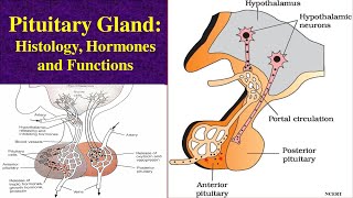 Pituitary Gland  Hormones Functions and Histology  Adenohypophysis  Neurohypophysis [upl. by Bern]