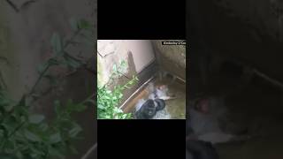 Slandering Harambe Part 2 animals wildlife funny funnyshorts shorts funnyvideo gorilla [upl. by Madella]