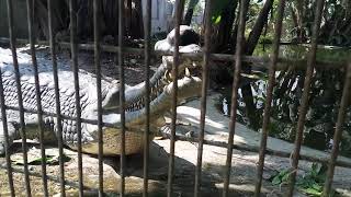 CrocodileGharial roars🐊 [upl. by Sitto153]