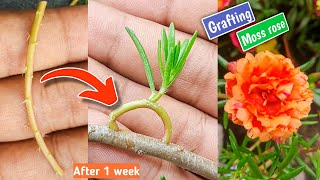 grafting multicolor Portulaca grandifloramoss rose plant [upl. by Bassett162]