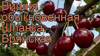 Вишня обыкновенная Шпанка брянская 🌿 обзор как сажать саженцы вишни Шпанка брянская [upl. by Ellerrad]