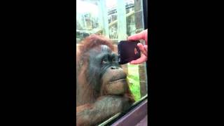 Orangutan watches a YouTube video of orangutans and loves it [upl. by Ludovika]