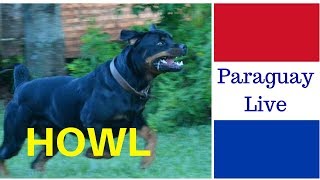 wyjące psy dog howling Hunde heulen Rottweiler Paraguay [upl. by Gaige]