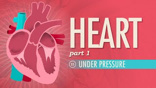 The Heart Part 1  Under Pressure Crash Course Anatomy amp Physiology 25 [upl. by Aimal]