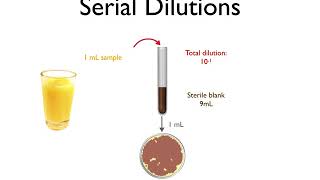 Serial Dilutions [upl. by Alexine]