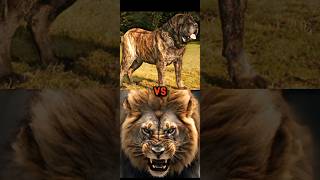 ENGLISH MASTIFF VS LIONPOLAR BEARWOLF JAGUAR BITE FORCE [upl. by Tsugua]