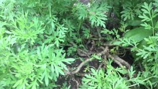 Grow garden how to plant boswellia dioscoridis and artemisia Absinthium [upl. by Anyak701]