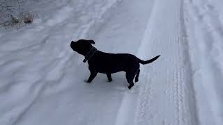 Which Staffordshire Bull Terrier doesnt like snow [upl. by Schiff897]