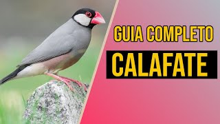 Calafate Guia completo de criação [upl. by Samohtnhoj423]