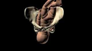 La naissance dun enfant  accouchement en 3D [upl. by Nohsar]