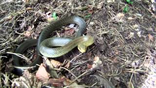 Gopro snake attack  bissige Äskulapnatter [upl. by Chalmer]