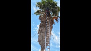 TRIMMING AN OVERGROWN PALM TREE [upl. by Fillbert]