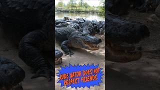 Wild Alligator encounter with hilarious outcome fail gatorland alligator floridawildlife funny [upl. by Darryl]