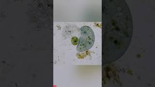 Single cell amoeba killing another amoeba  sciencefacts nature life science biology shorts [upl. by Hoj]