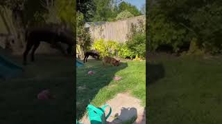 Screaming Frenchy￼ screaminggoat funny frenchbulldog frenchie scream funny dog labrador [upl. by Tenaj81]