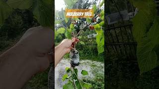 Mulberry tree at Zambales shorts mulberries mulberrytree fyp fypシ゚viral [upl. by Naux]