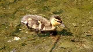 Mallard ducklings following mother [upl. by Dorsey]