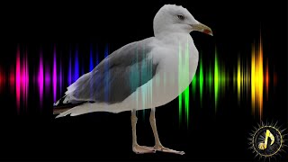 Seagull Chirping  Bird Call Sound Effect [upl. by Notnirt]