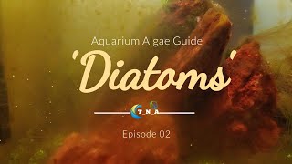 Aquarium Algae Guide  Episode 02 Diatoms  Nano tank maintenance guide [upl. by Crutcher898]