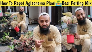 How To Repot Aglaonema Plant👏Aglaonema Plant Care👏Best Potting Mix For Aglaonema👌 [upl. by Allesor]