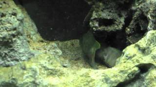 Telmatochromis sp quotOrange Scribblesquot fighting [upl. by Arinaj]