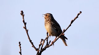 Singing Woodlark 2022 [upl. by Cown]