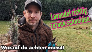 Lavendel Rückschnitt im Frühjahr  Darauf musst du achten [upl. by Ynahteb961]