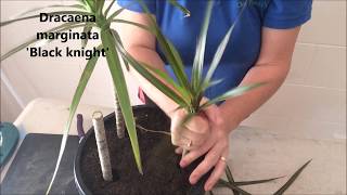 How to Prune amp Propagate your Draceana plants [upl. by Shriner601]